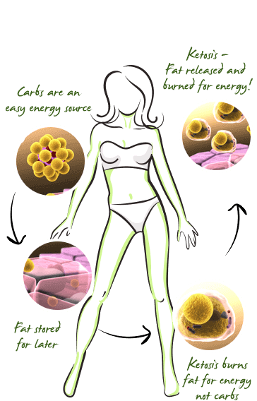 THE SCIENCE OF KETOSIS